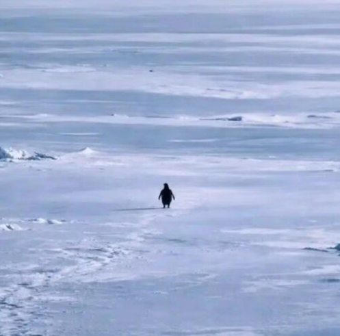 PENGUIN