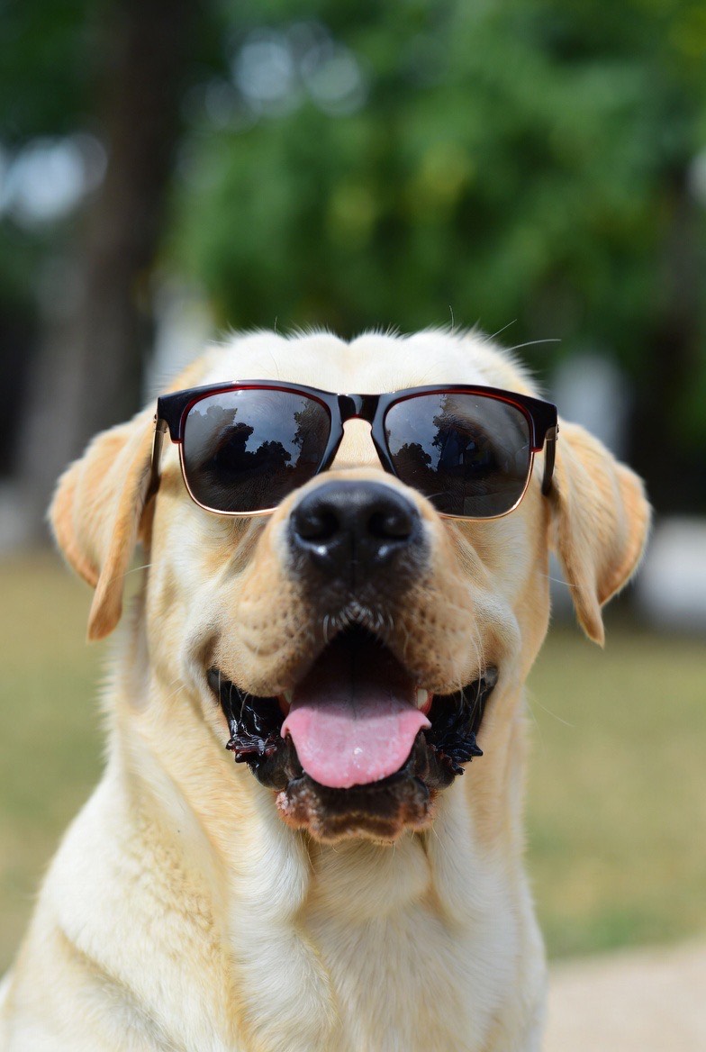 DOG