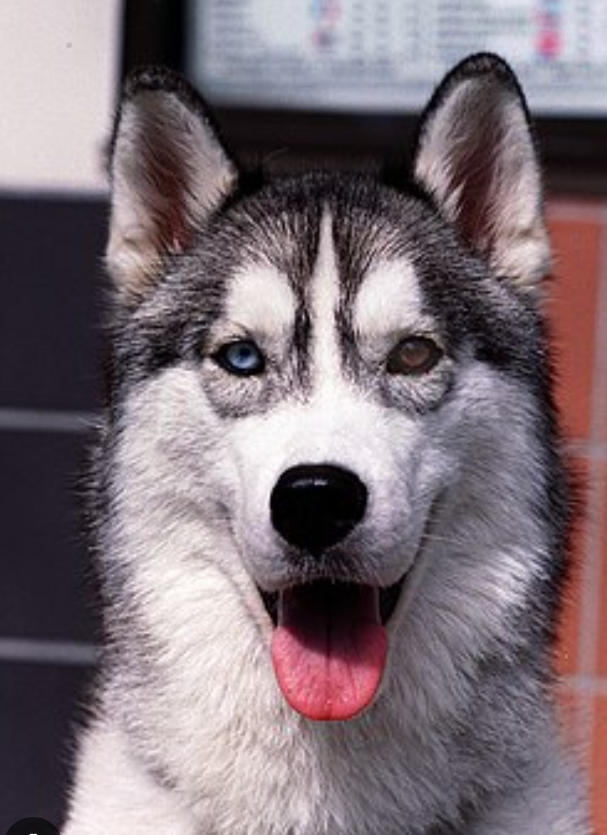 DOGX